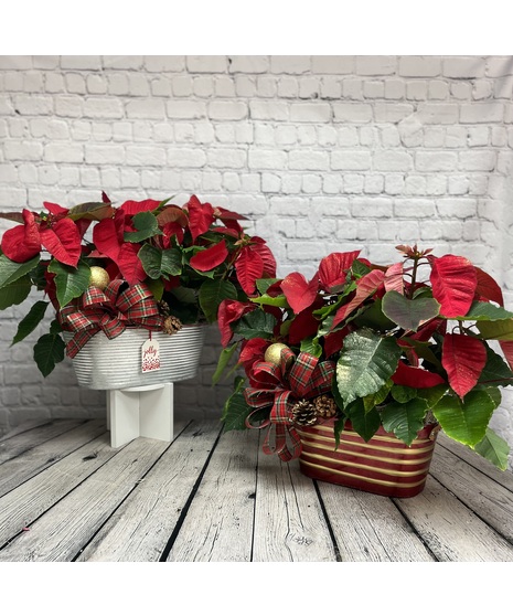 Merry & Bright Double Poinsettias