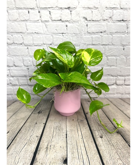 PINK DREAM PLANTER