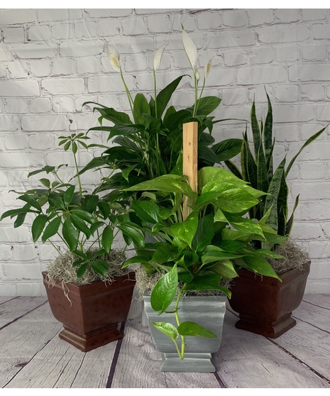 Green Plants