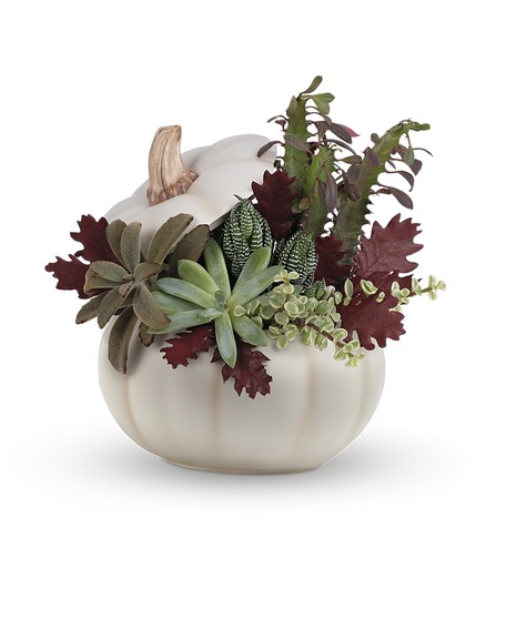 SPOOKY SUCCULENTS