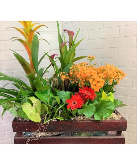 Dish Gardens