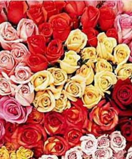 Roses For A Year!