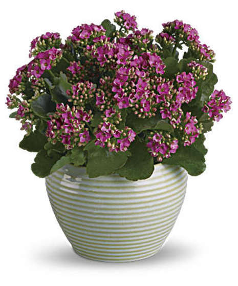Kalanchoe