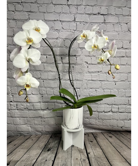 Double Orchid Plant