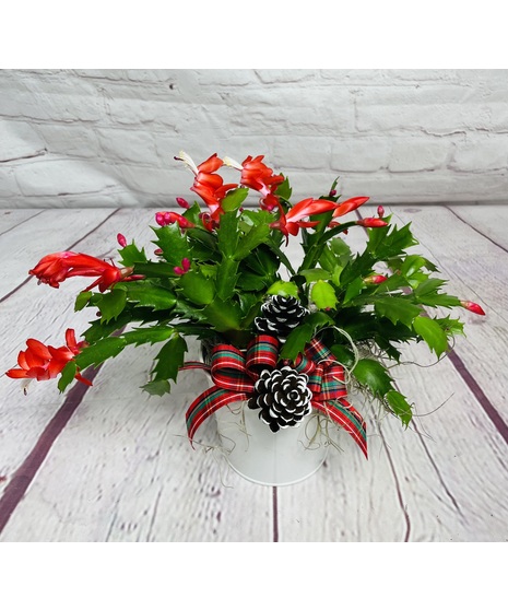 Cute Christmas Cactus