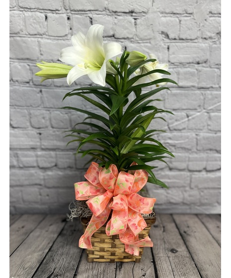 Easter Lily Plant