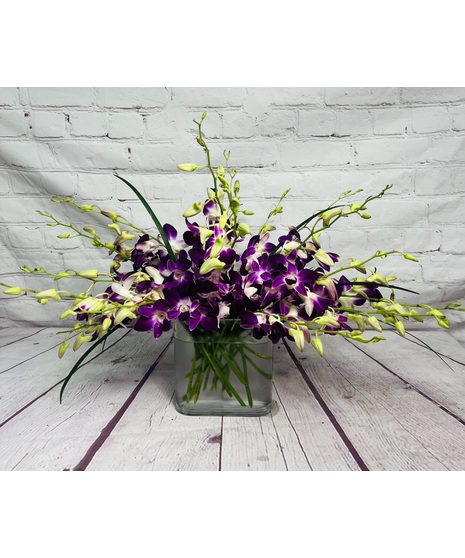 OVER THE MOON ORCHIDS