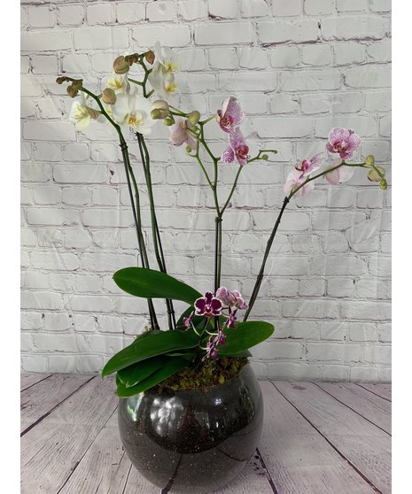Orchid Garden