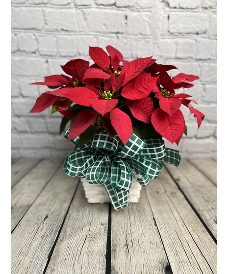 Festive Poinsettia