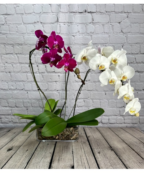 Orchid Garden