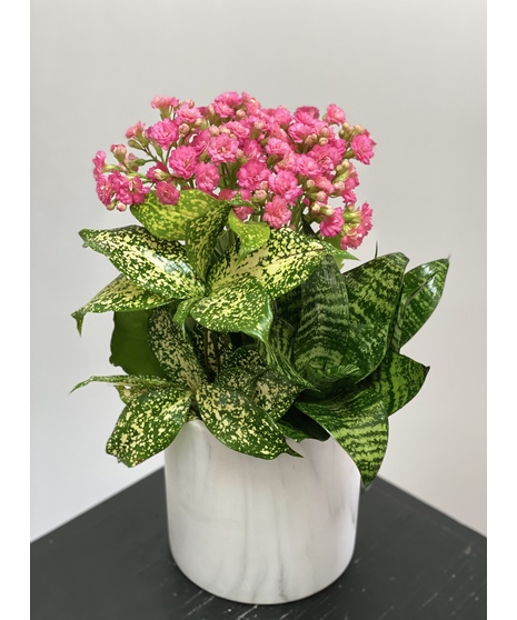 Marble Dish Garden