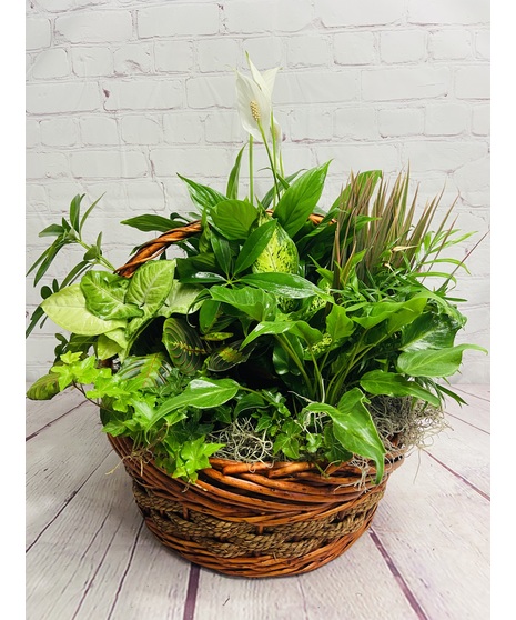 Plants