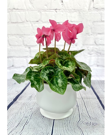 Sunny Cyclamen