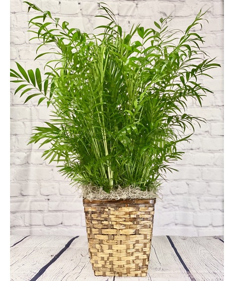 Areca Palm
