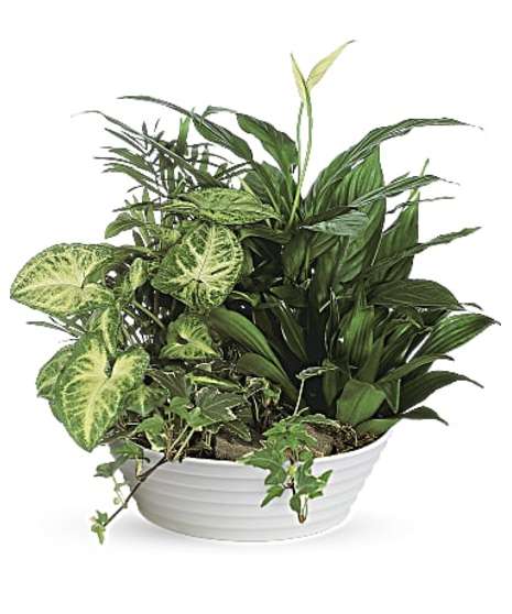 Ceramic Dish Garden