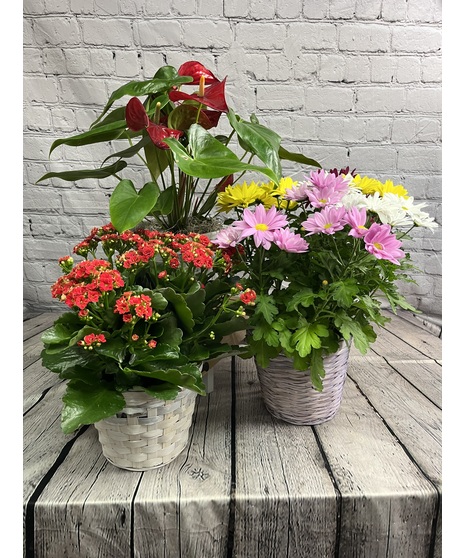 An assortment of easy to care for blooming plants ready for gifting.