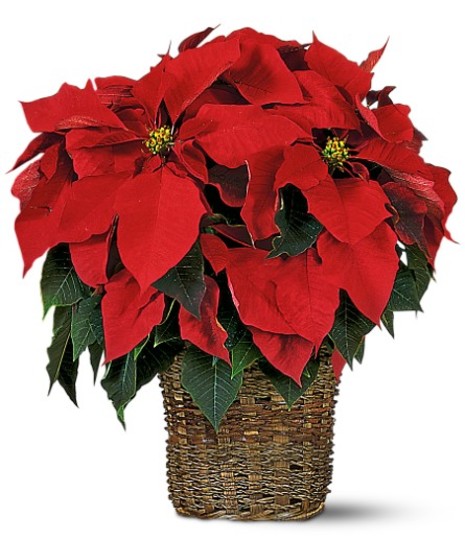 Festive Poinsettia