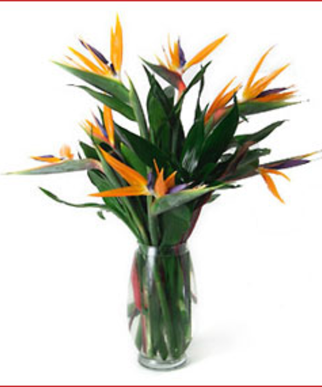 Birds of Paradise