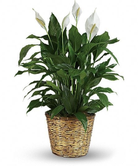 Blooming Peace Lily