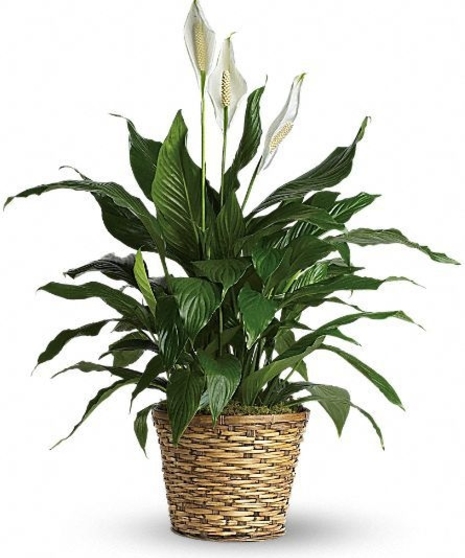 Blooming peace lily plant in a woven basket planter.