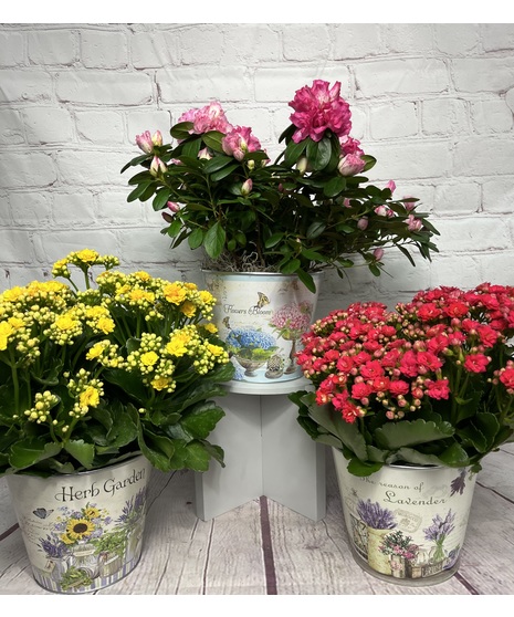 Flowering Plants