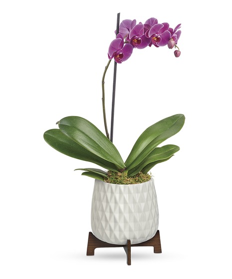 Orchid & Tropical Plants