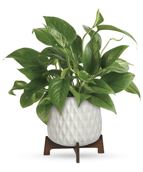 LUSH LEAVES PLANTER