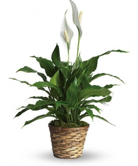 Blooming peace lily plant in a woven basket planter.