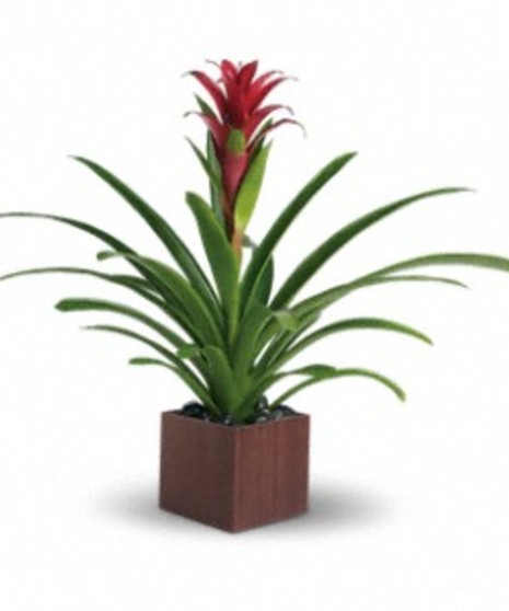 Bromeliad Beauty
