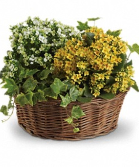 Basket of Joy
