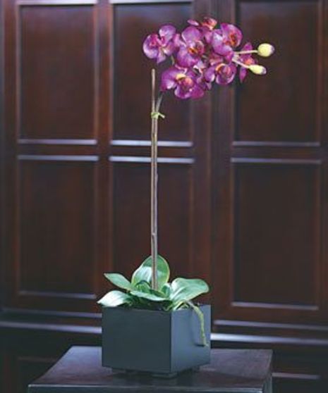 Purple Orchid Plant